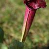 Sarracenia - Winter ueberlebt