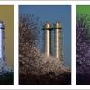 Tuerme Collage