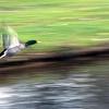 Ente