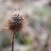 Distel im Winter