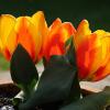 Tulpen Terrasse